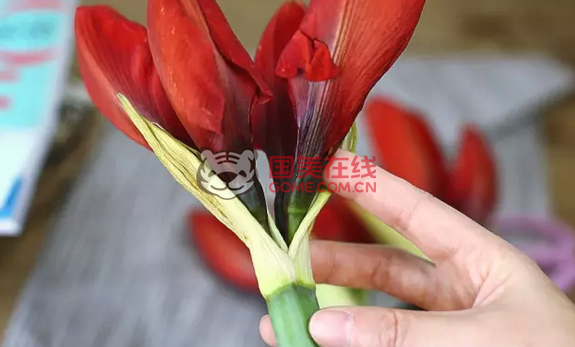 朱顶红保存的方法