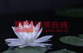 睡莲花语