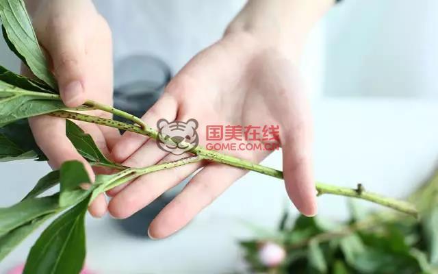 芍药花保养方法
