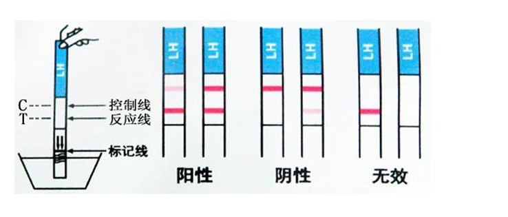 【结 果判断】:阳性  反应线t与控制线c颜色一样深,预测48小时内发生