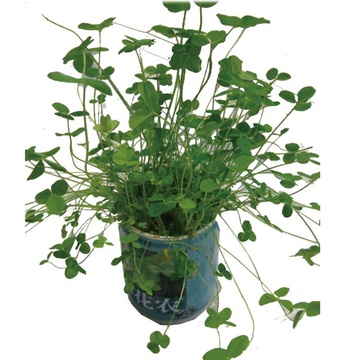 小花农 办公室防辐射 罐头花 迷你植物(幸运草)