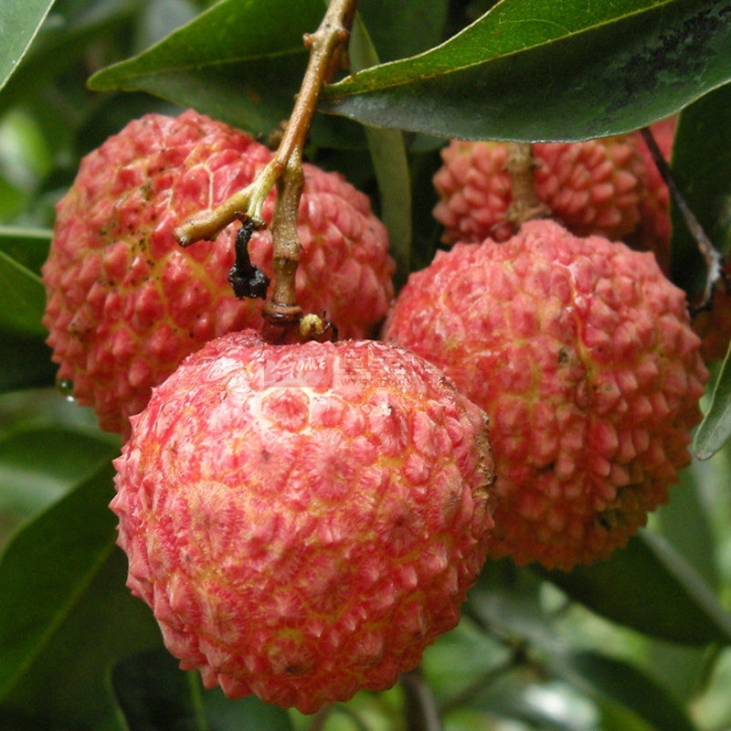 【预售】岭南荔枝新鲜水果东莞特产(桂味净果1.