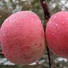 红富士苹果陕西特产2粒优质大果/5斤超值装/10斤特惠装 偏远地区不包邮(2粒优质大果)